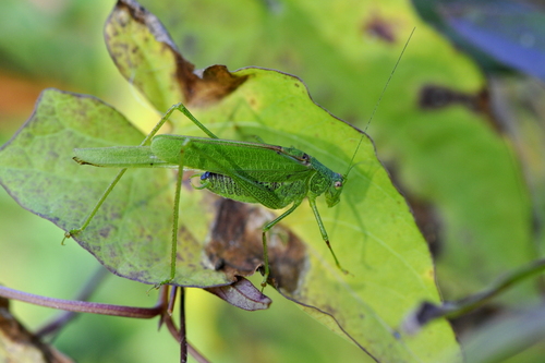 Phaneroptera