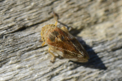 Philaenus spumarius