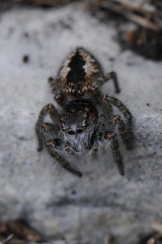 Philaeus chrysops Philaeus chrysops