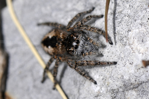Philaeus chrysops Philaeus chrysops