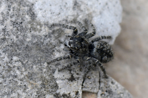 Philaeus chrysops Philaeus chrysops