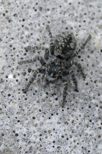 Philaeus chrysops Philaeus chrysops
