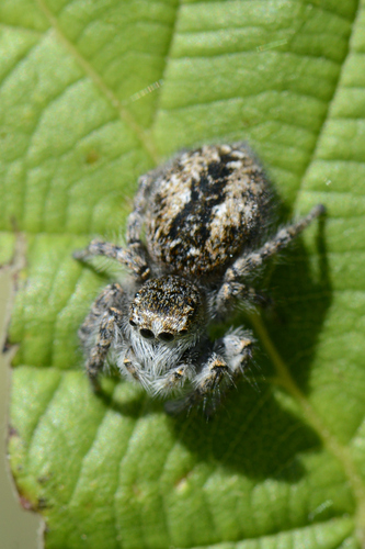 Philaeus chrysops Philaeus chrysops