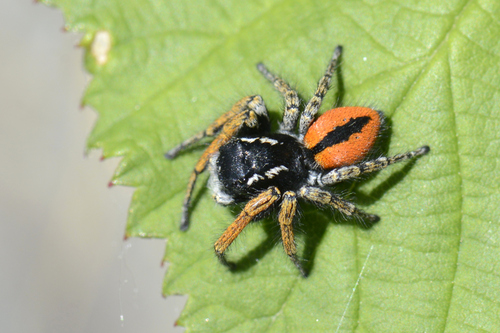 Philaeus chrysops Philaeus chrysops