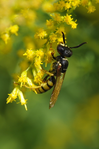 Philanthus triangulum