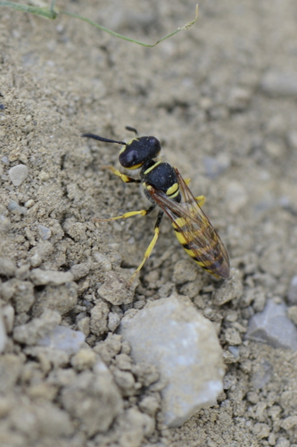 Philanthus triangulum
