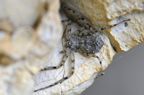 Philodromus