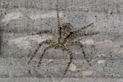 Philodromus