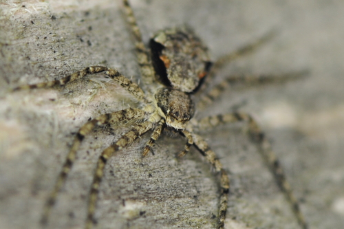 Philodromus