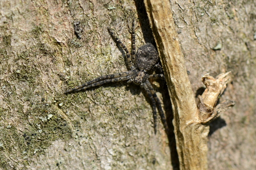 Philodromus