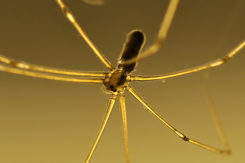 Pholcus phalangioides
