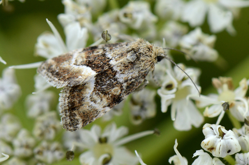 Photedes captiuncula