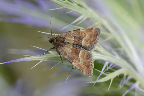 Photedes captiuncula