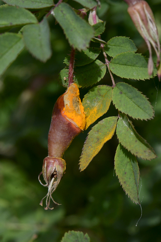 Phragmidium