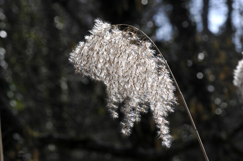 Phragmites australis