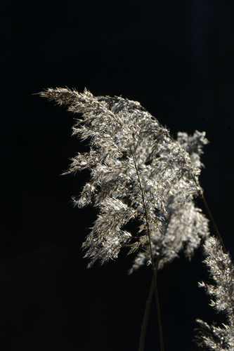 Phragmites australis