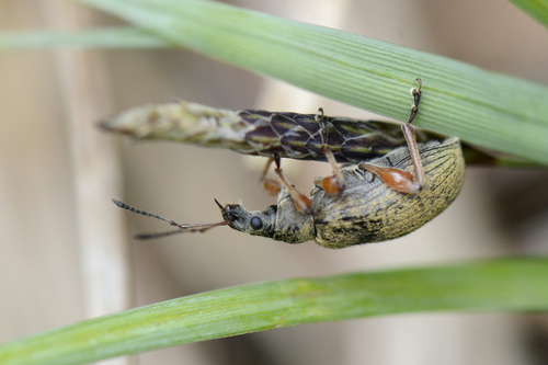 Phyllobius glaucus