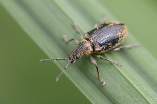 Phyllobius pyri