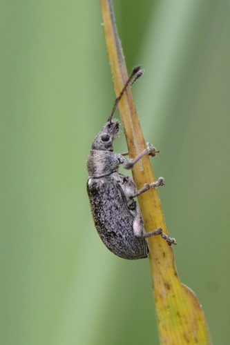 Phyllobius pyri