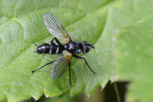 Phyllomya volvulus
