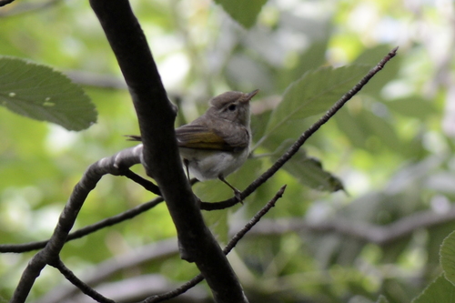 Phylloscopus bonelli