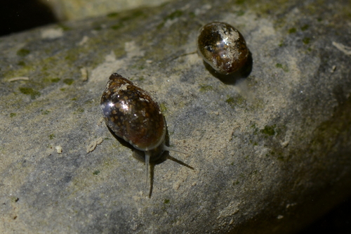 Physa acuta
