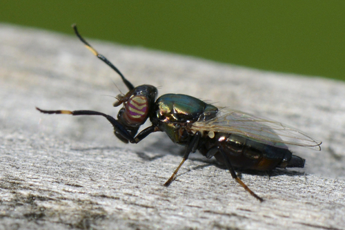 Physiphora alceae
