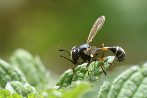 Physocephala rufipes