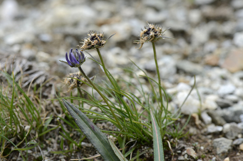 Phyteuma hemisphaericum