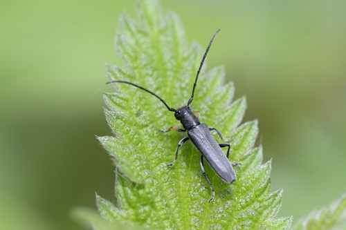 Phytoecia cylindrica