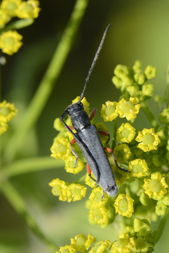 Phytoecia icterica