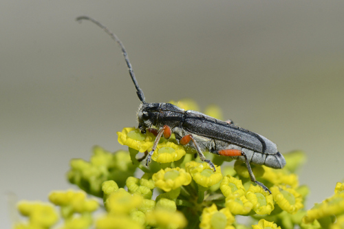 Phytoecia icterica