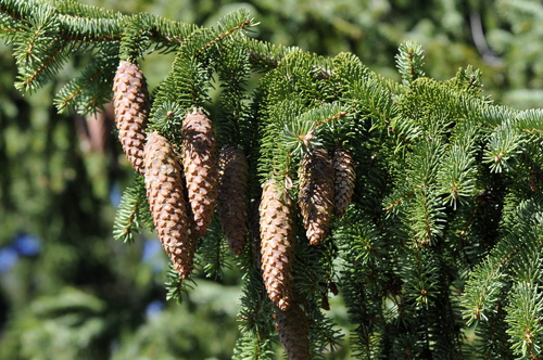 Picea abies