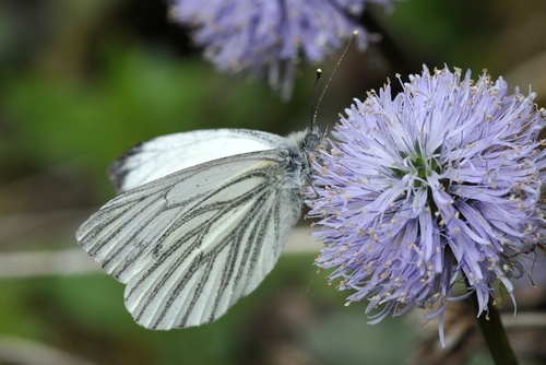 Pieris napi