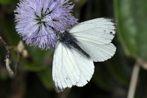 Pieris napi
