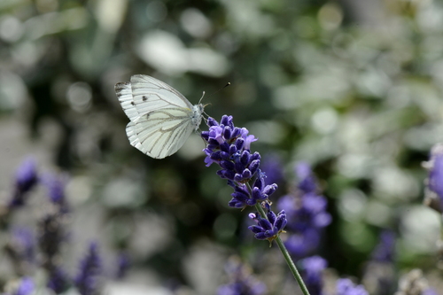 Pieris napi