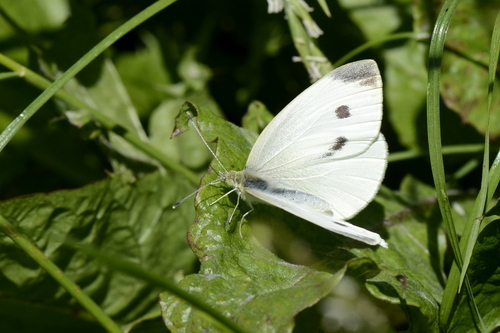 Pieris rapae