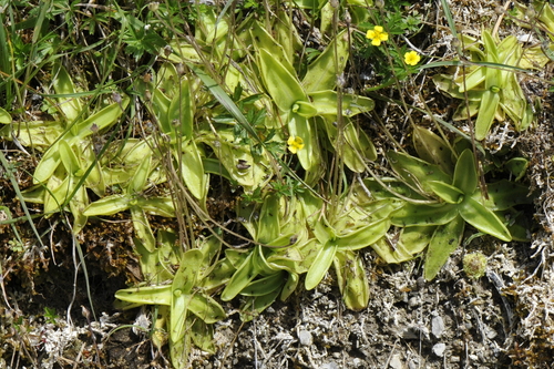 Pinguicula vulgaris