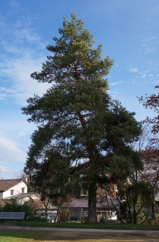Pinus sylvestris