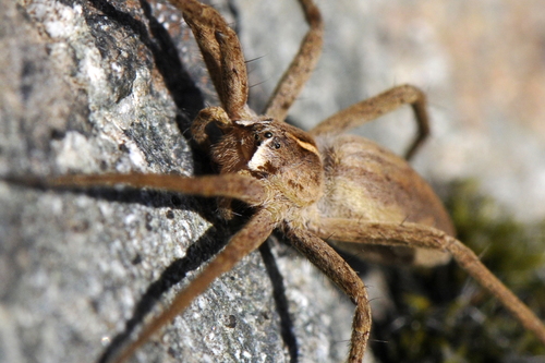 Pisaura mirabilis