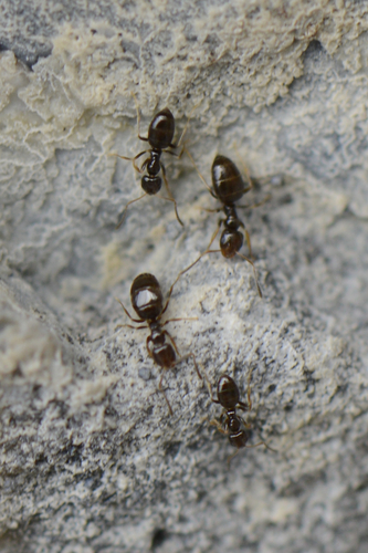 Plagiolepis