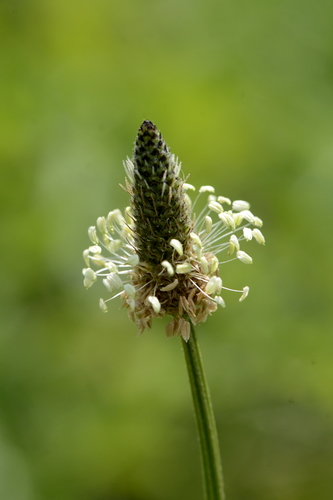 Plantago lanceolata