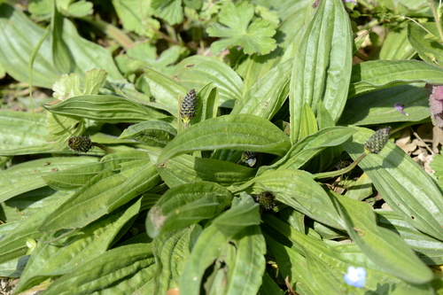 Plantago lanceolata