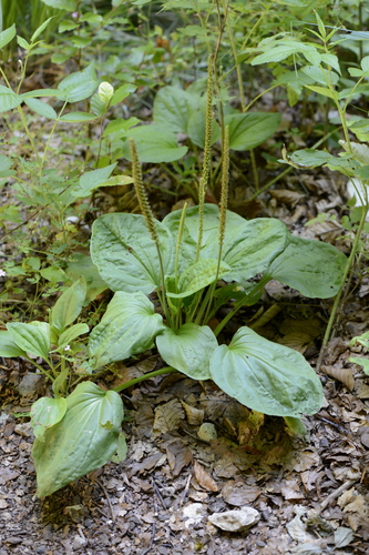 Plantago major