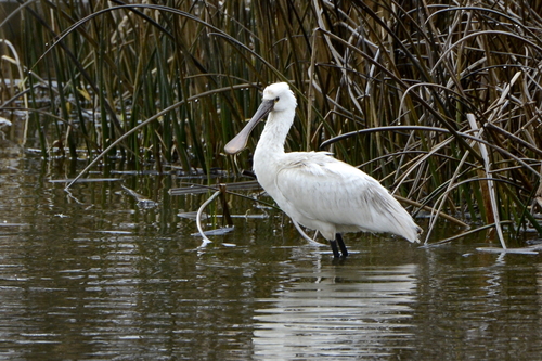 Platalea leucorodia