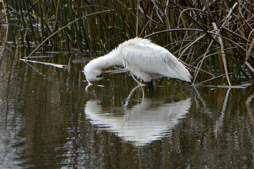 Platalea leucorodia