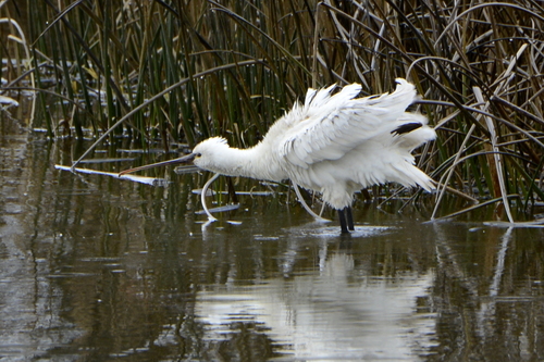 Platalea leucorodia