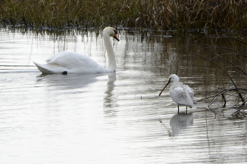 Platalea leucorodia