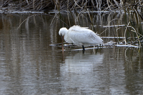 Platalea leucorodia