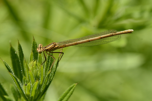 Platycnemis pennipes Platycnemis pennipes
